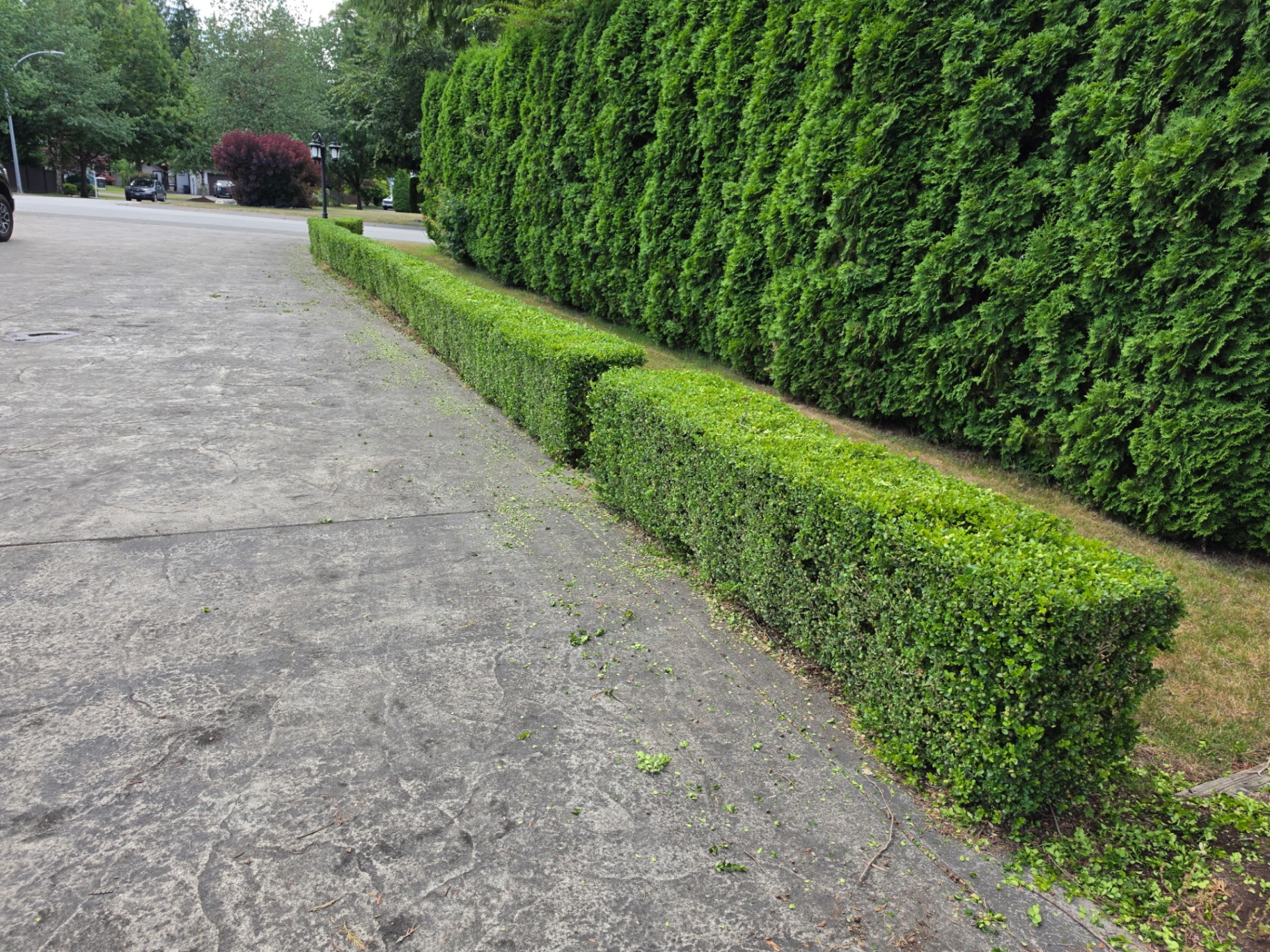 Precisely trimmed boxwood and cedar hedges